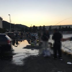 サビキ釣りでマイワシ